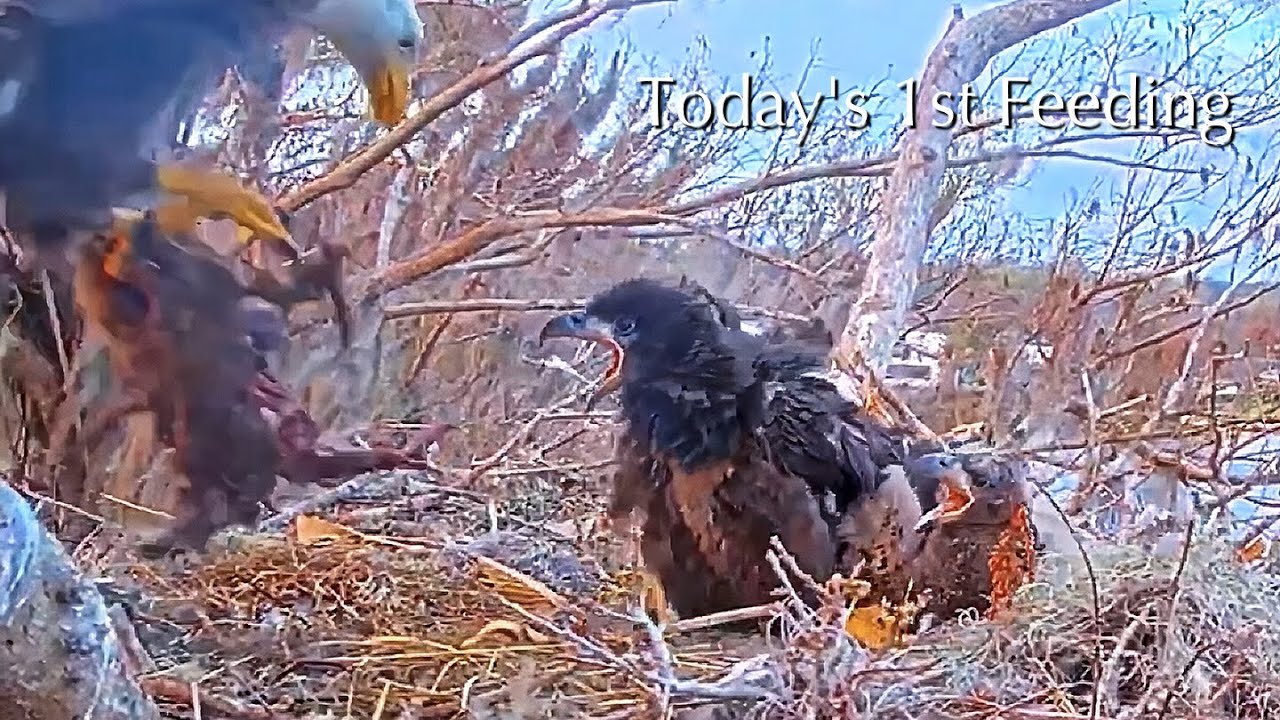 #300🦅🐥44°🐥39°／Winter Park Eagle Nest 2026／Against All Odds:One-Eyed Mom／Wink💗Atlas