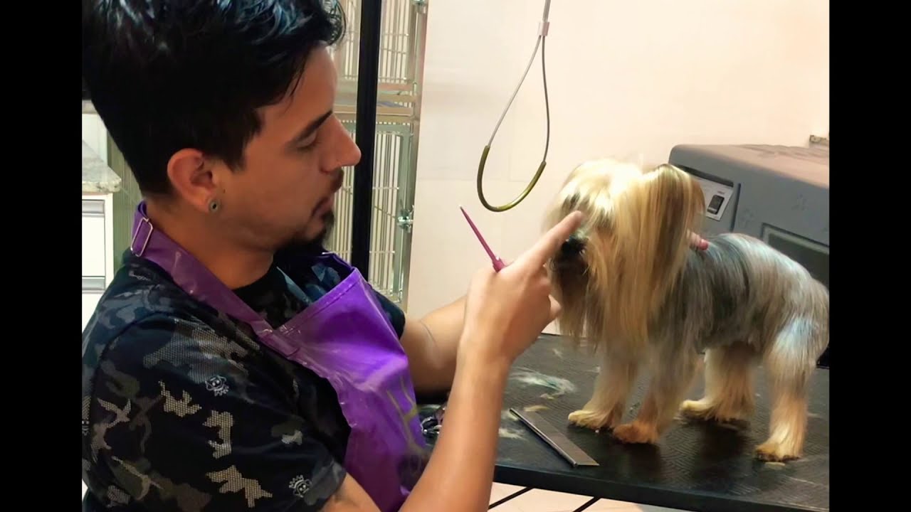 Curso de Banho e Tosa Personal Pet Escola - Rostinho de Yorkshire