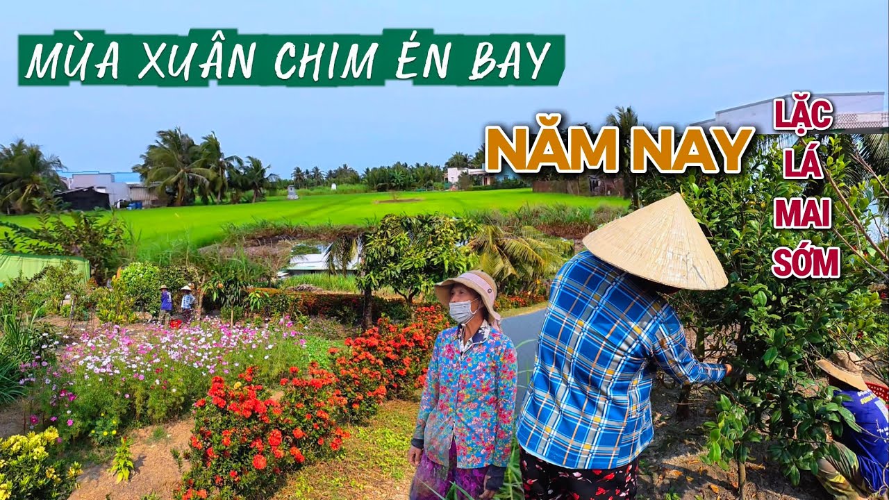 Nôn Nao Đường Quê Lặc Lá Mai Ngày Tết - Ý Nghĩa Câu Nói Mùa Xuân Chim Én Bay.