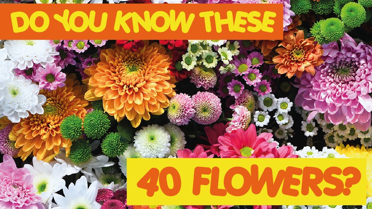 Do You Know These 40 Flowers? Take this quiz to find out!
