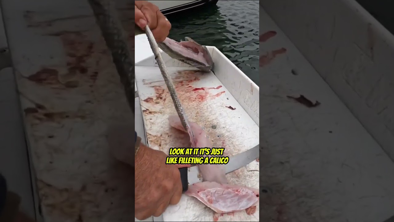 How to Fillet & Clean a Sand Bass!