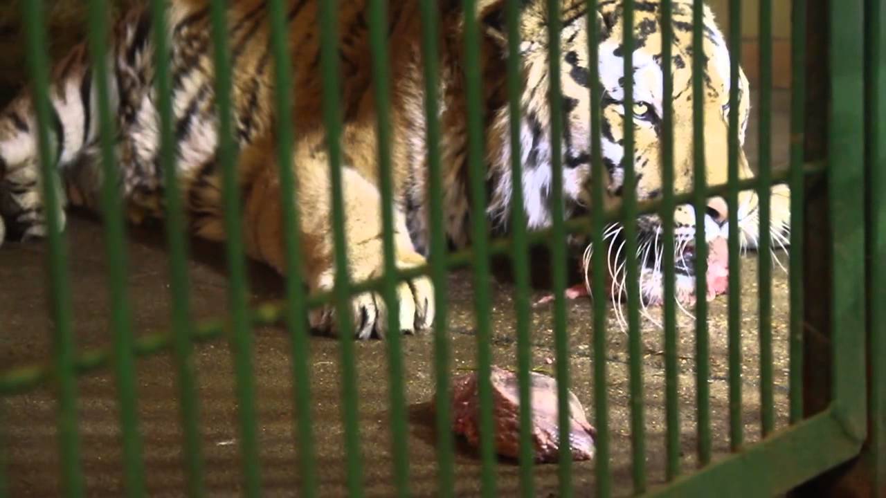 Zoologijos sodas atveria užkulisių duris