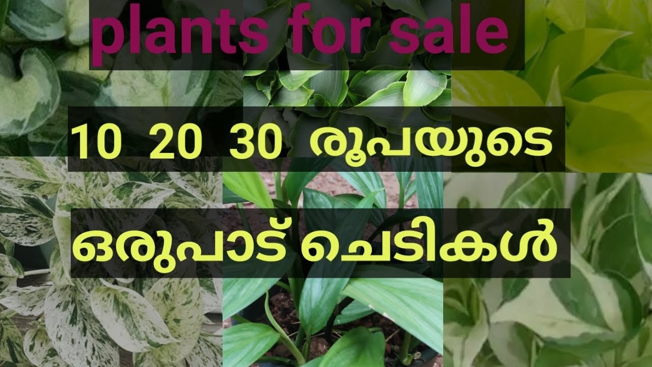 Plants for sale  WhatsApp  9567741200 philodendron  pothos  sigonium....