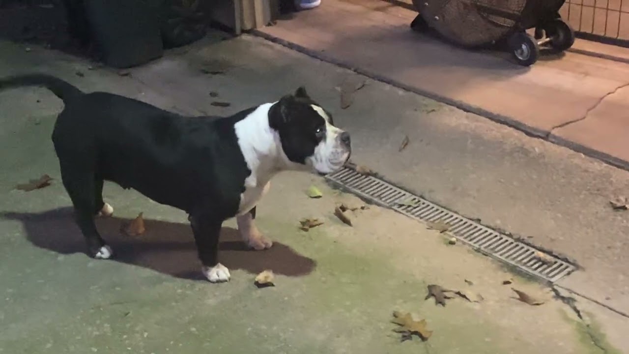 Просто немного видео наших малышей. Покажу домашних малышей в следующий раз.