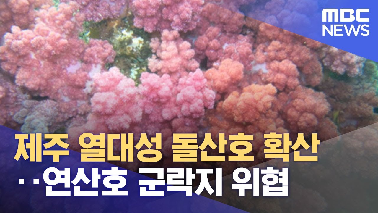 제주 열대성 돌산호 확산‥연산호 군락지 위협 (2022.11.23/뉴스투데이/MBC)