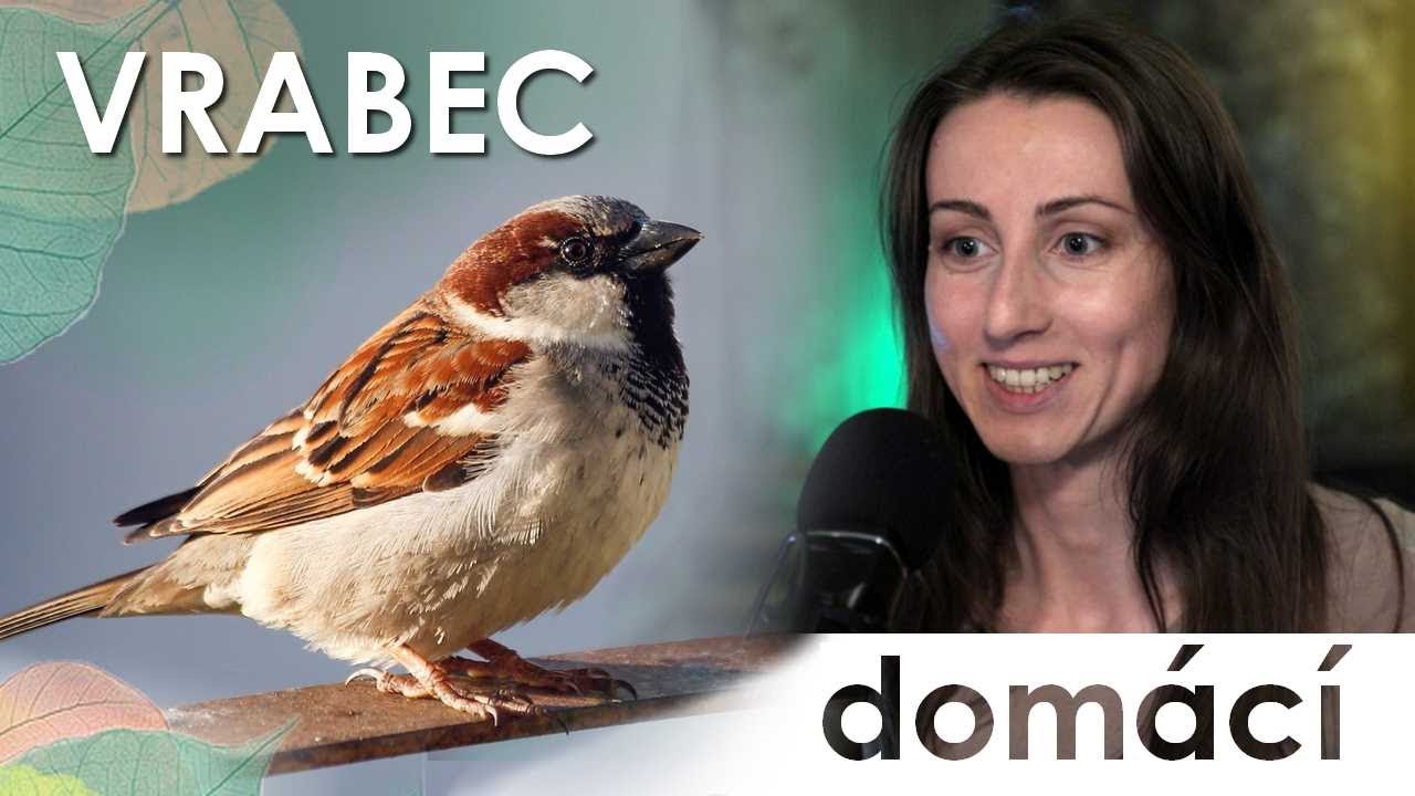 🔮 Obyčejný ptáček, který dobyl svět a přesto vymírá 🪺 | vrabec domácí 🐦