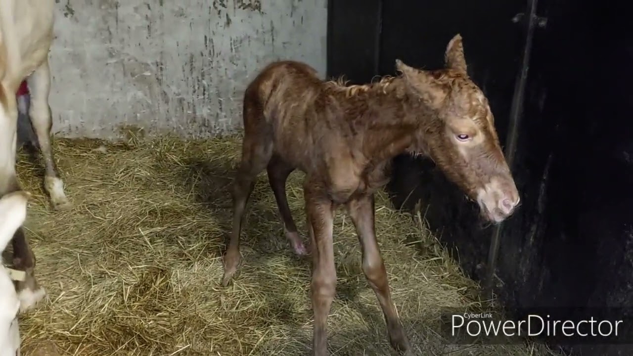 odbieranie porodu u klaczy  luty 2022 mare foal