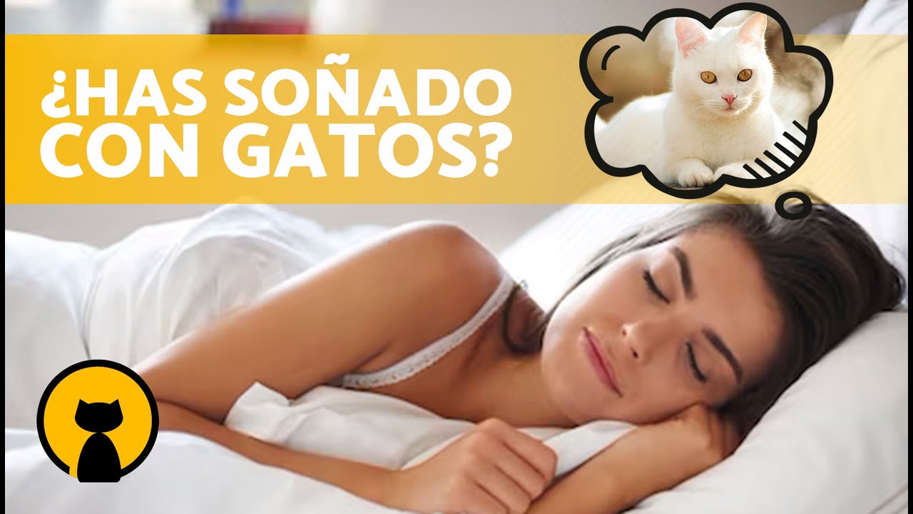 Qué significa SOÑAR con GATOS 🐱💤 (Gatos de Colores, Blancos, Negros, Bebés, Gatos que te Atacan)
