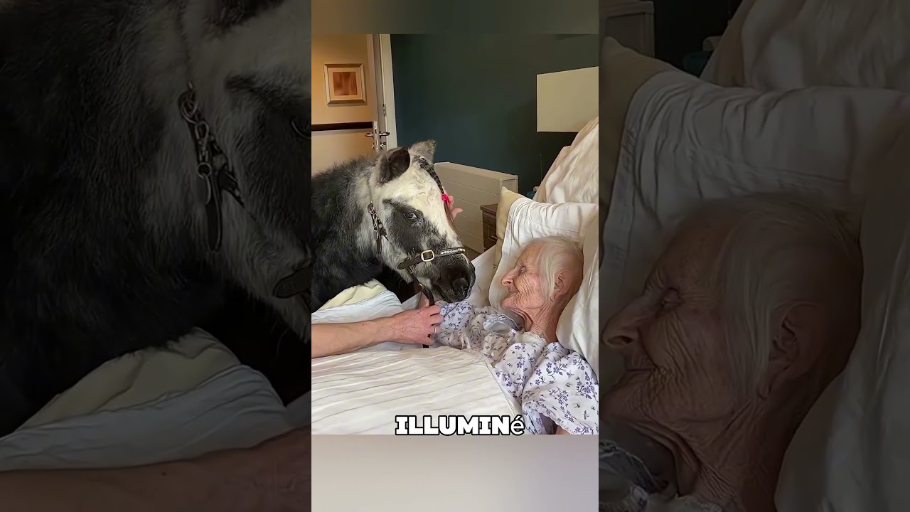 Le dernier souhait &eacute;mouvant de cette grand-m&egrave;re 🐴❤️