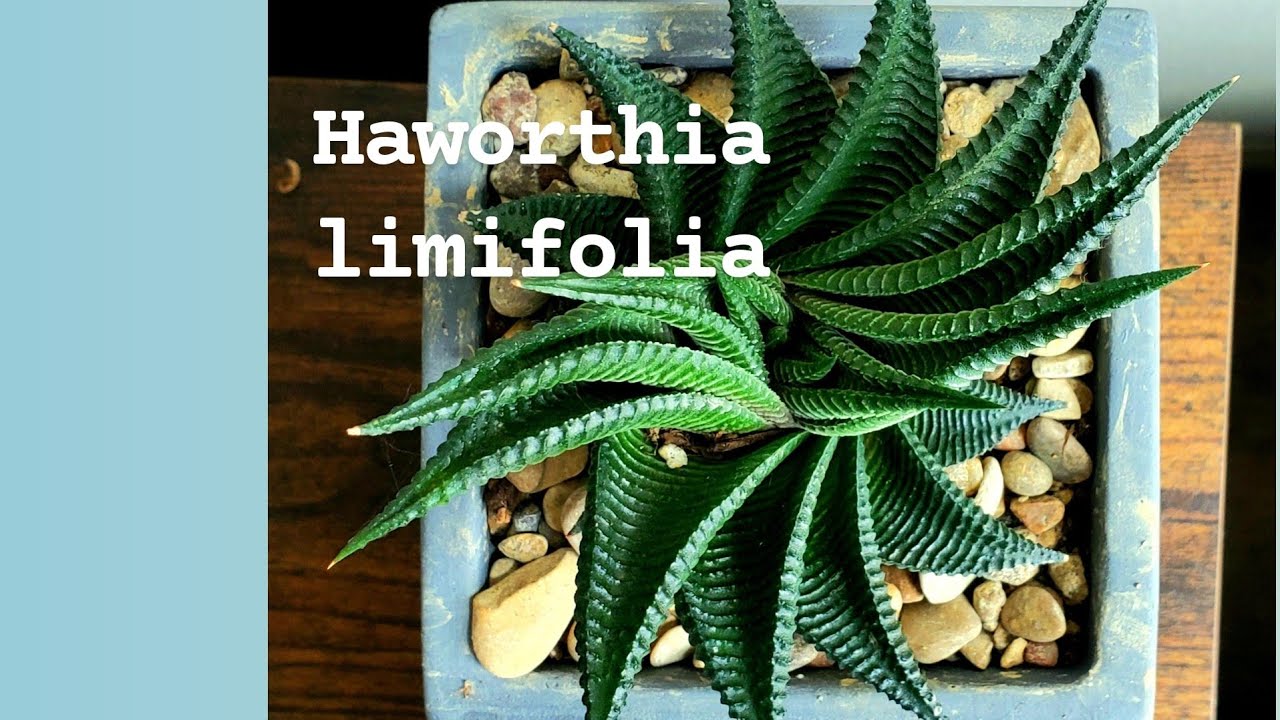 Haworthia limifolia. Succulent.