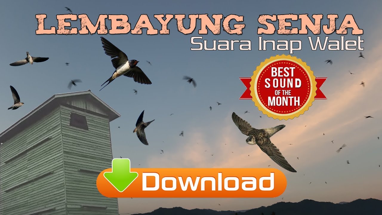 Suara Inap Walet Terbaik Bulan Juni 2019 Inilah Inap LEMBAYUNG SENJA
