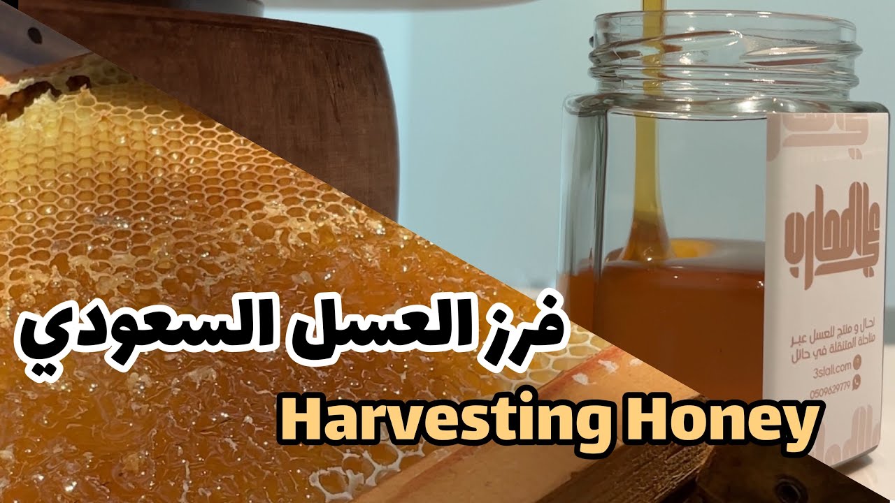 نحال سعودي 5 - و اخيرا فرز العسل السعودي البري