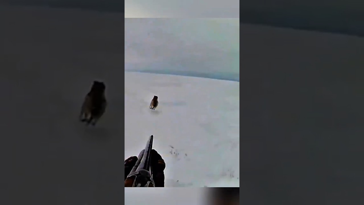 Boar Hunting Shot in Russia | Wild Boar Hunt 2025 🐗🔥
