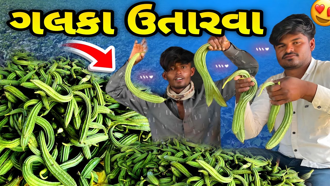 ગલકા ઉતારવા વાડીએ કેટલા પણ થાશે | Galaka utarava vadi ae ketala man thase