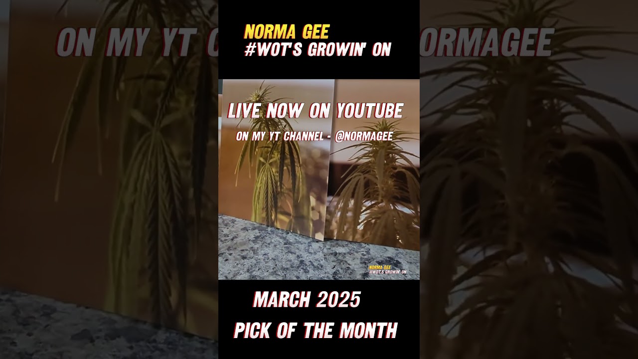 wot's growin on - Pick of the month Mar '25 - now live on my main channel to find out who I picked ?