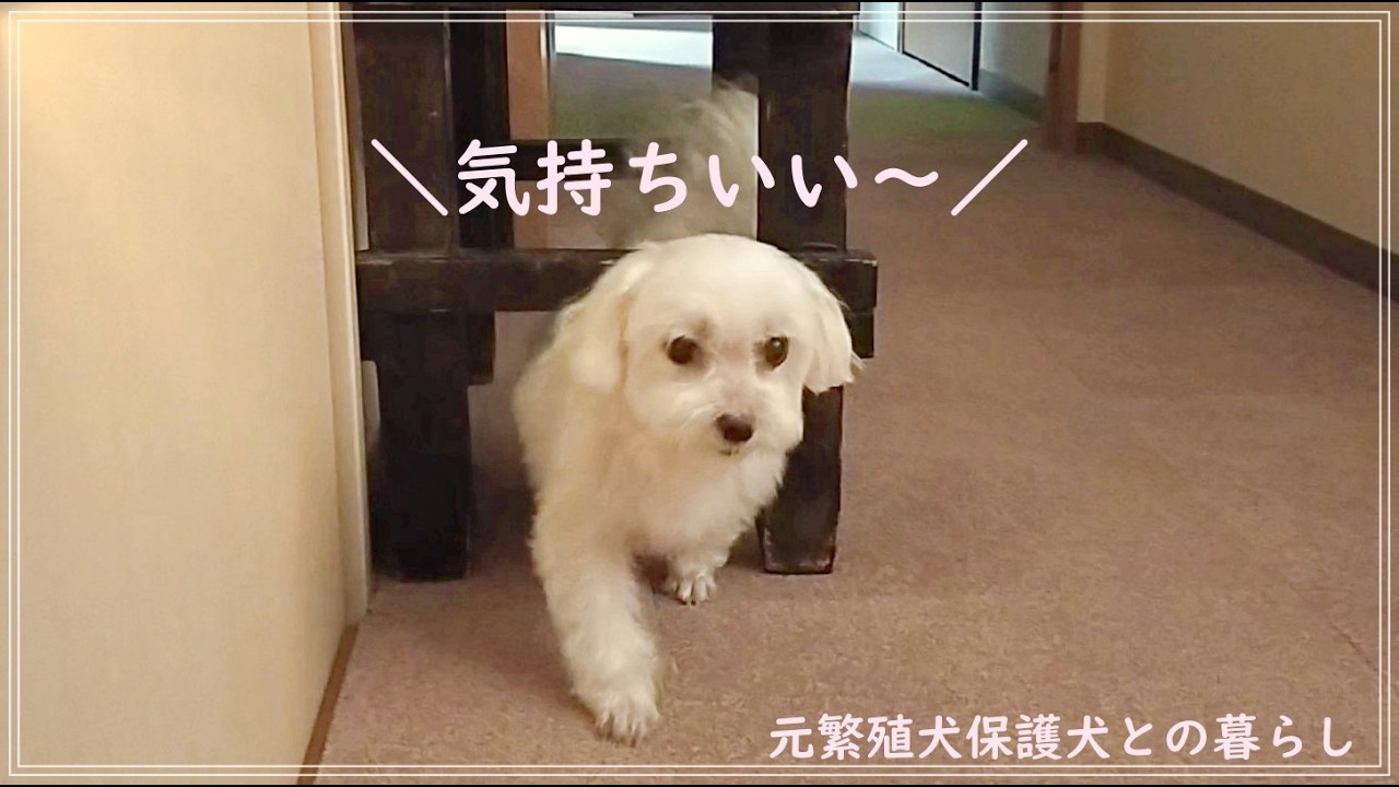 自分で背中をかく犬🐶気持ち良すぎて夢中でかき続けた結果😲元繁殖犬保護犬マルチーズと50代主婦の暮らし