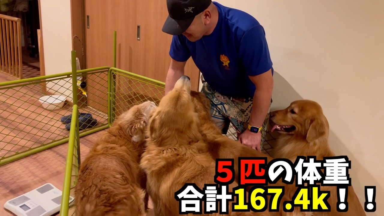 【大型犬5匹】体重測定したら合計167. 4kgだった…パパ限界説