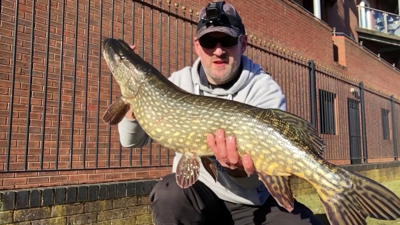Big Pike caught lure fishing an urban area of a Black Country canal