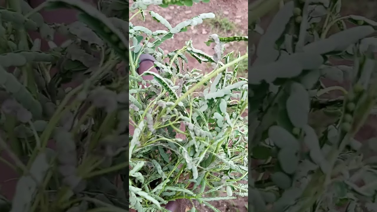 ARARIRO, EYINDIDUN, ISEPO APA,ISEPO ESE