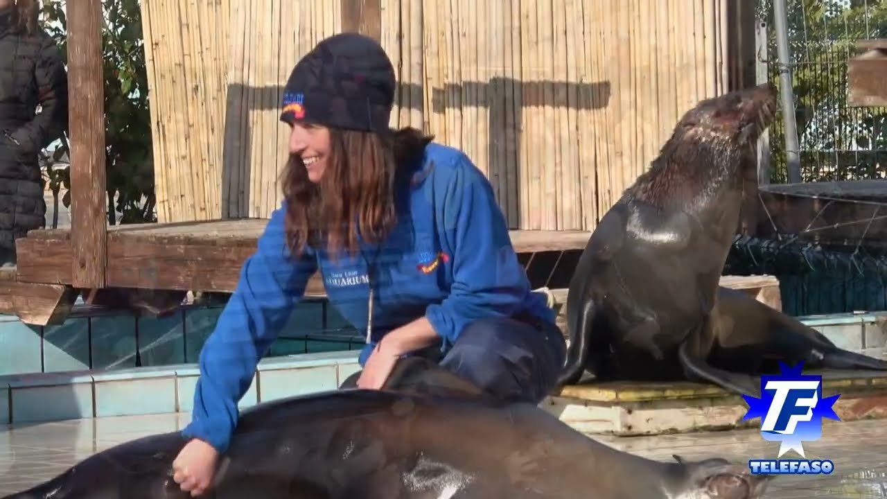 Fasano 18 gennaio 2026: lo spettacolo delle Otarie allo ZooSafari per Sant'Antonio abate