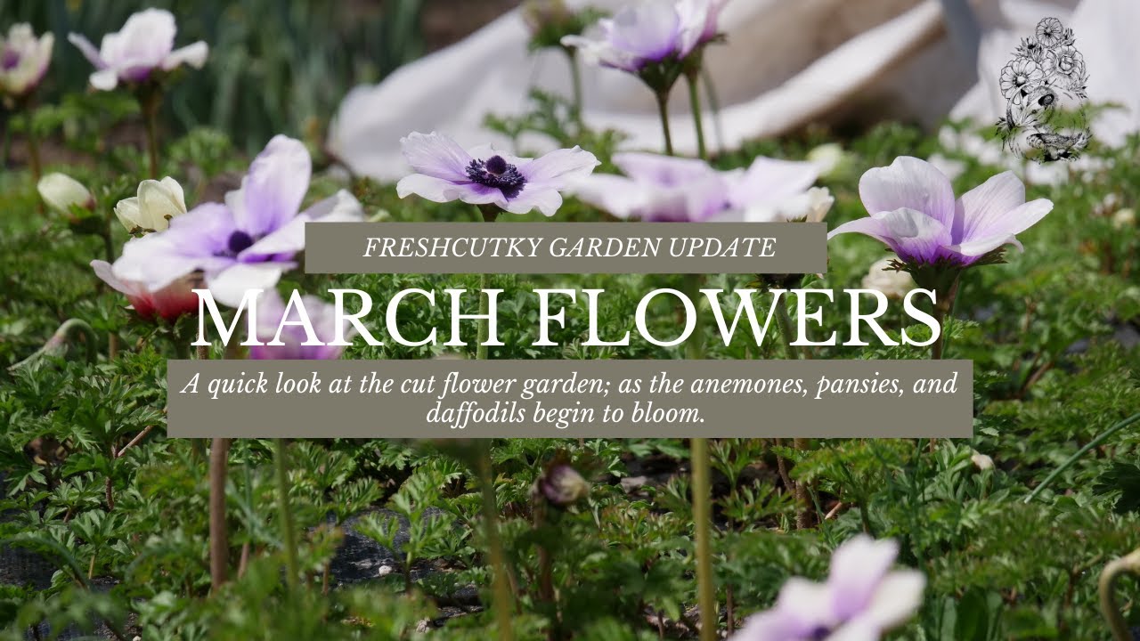 MARCH FLOWER UPDATE: ANEMONE BLOOMS!