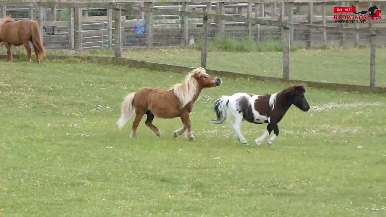 Shetland pony zoomies!