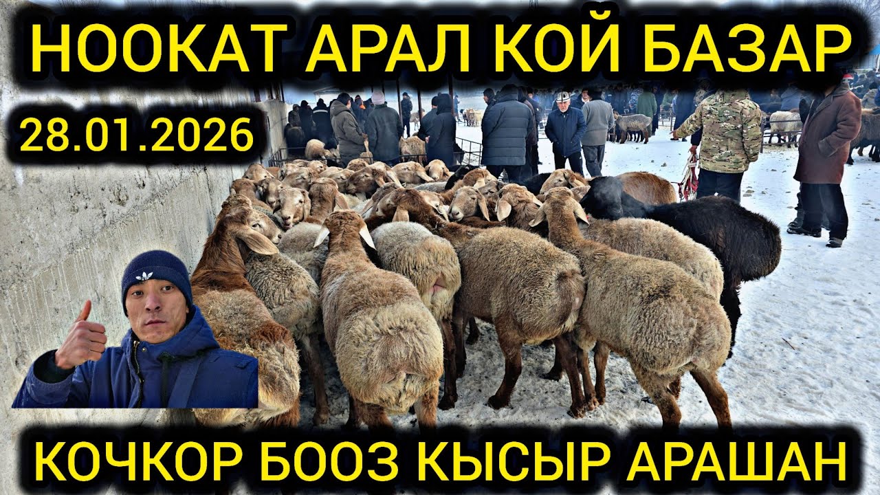 НООКАТ АРАЛ КОЙ КОЧКОР БАЗАР👍  БООЗ КЫСЫР КОЙЛОР #байкж 