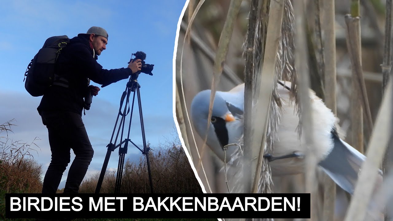 #233: Baardmannetjes zoeken in de Oostvaardersplassen! | Nikon P1000