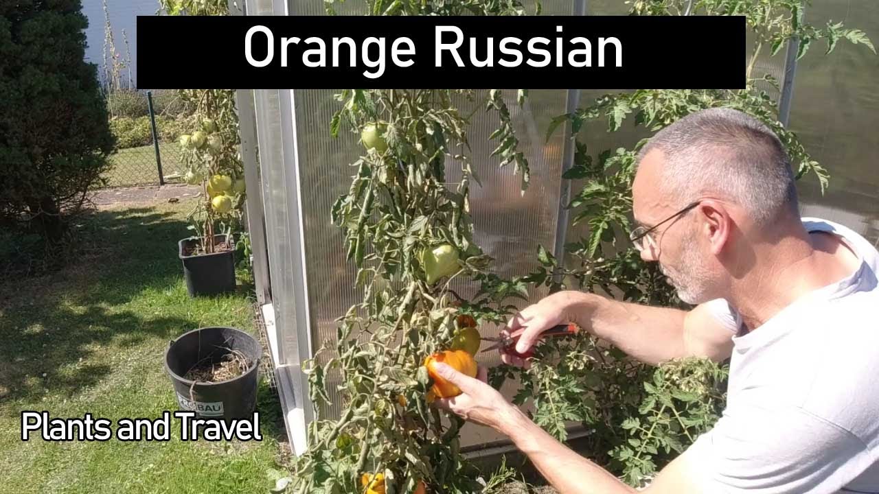 Ist das die leckerste Tomate der Welt ? perfekt für Tomatensauce und Tomatensalat,Orange Russian 117