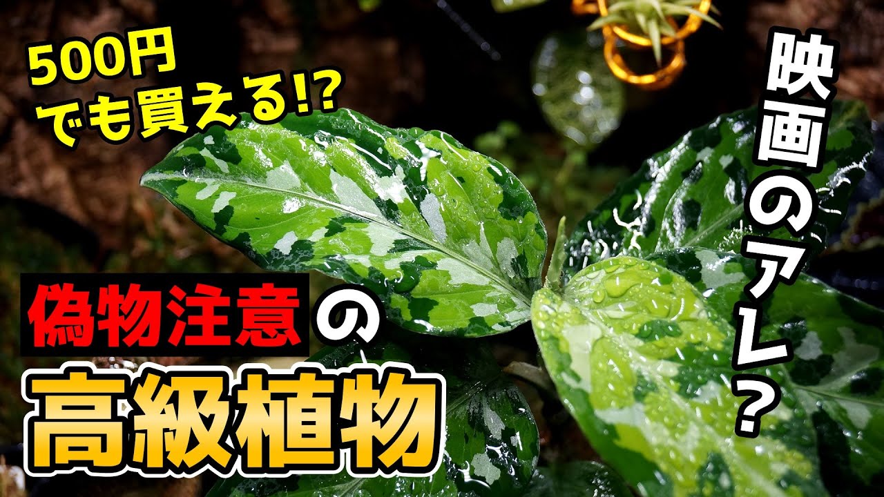 【それ買って大丈夫ですか？】”マニア垂涎”噂の観葉植物がこちらです♪【アグラオネマの育て方】【ピクタム】