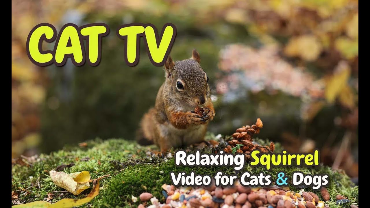 Cat TV 🐿️ Relaxing Squirrel Video for Cats & Dogs | 2 Hours Ad-Free Pet TV