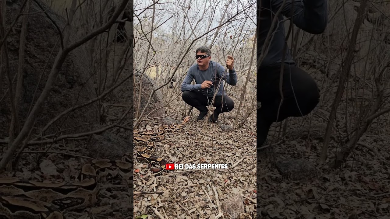 5 Cobras jiboias abatidas por ca&ccedil;adores! #jiboia #serpentes #fauna
