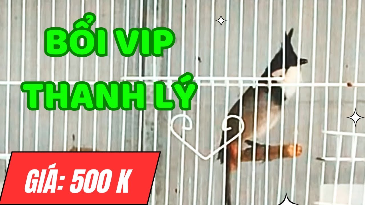 Bổi VIP Giá Rẻ, Mào Lân Bộ Đẹp Thái Độ Tốt - Chào Mào BỔI VIP (28/2)