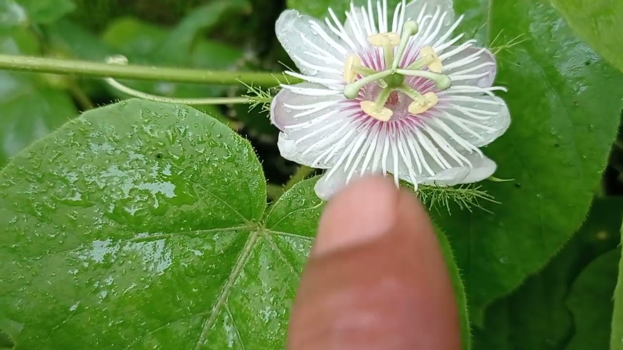Flowering fase Contoman plant 
