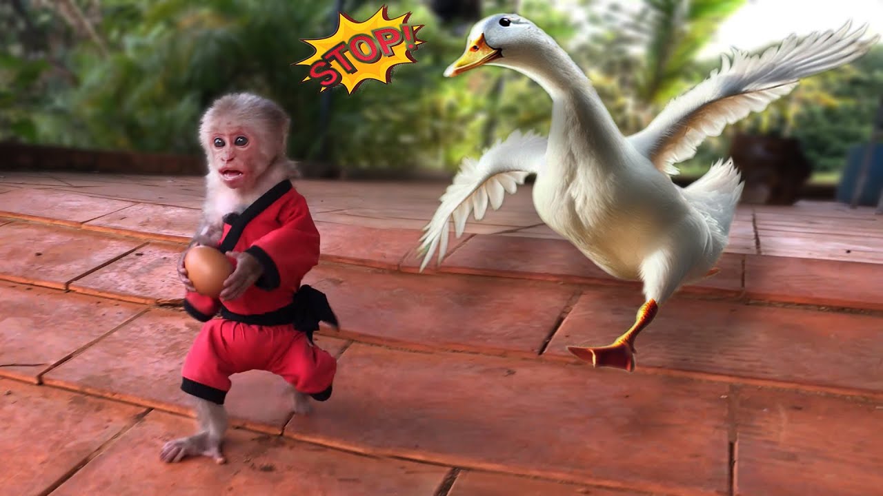 What happened to monkey Bon and his friends last week?