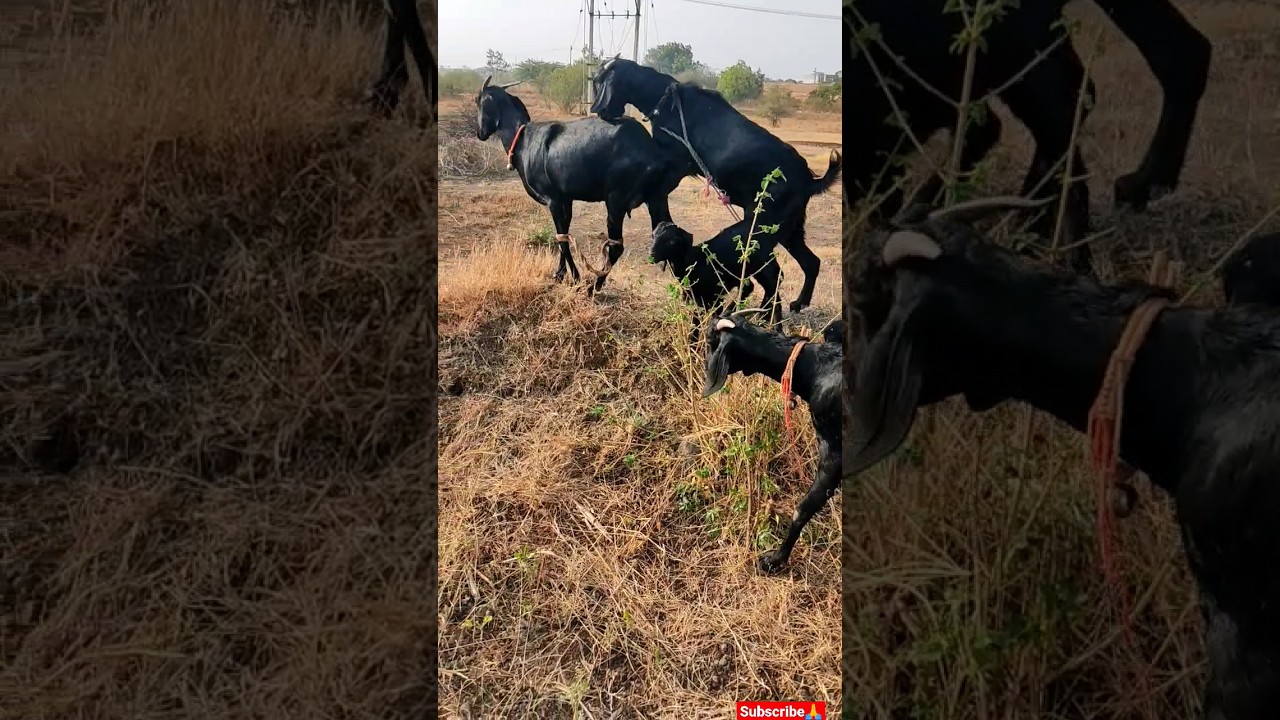goats meeting😱 🔥#youtubeshorts #shorts #breeding #meeting