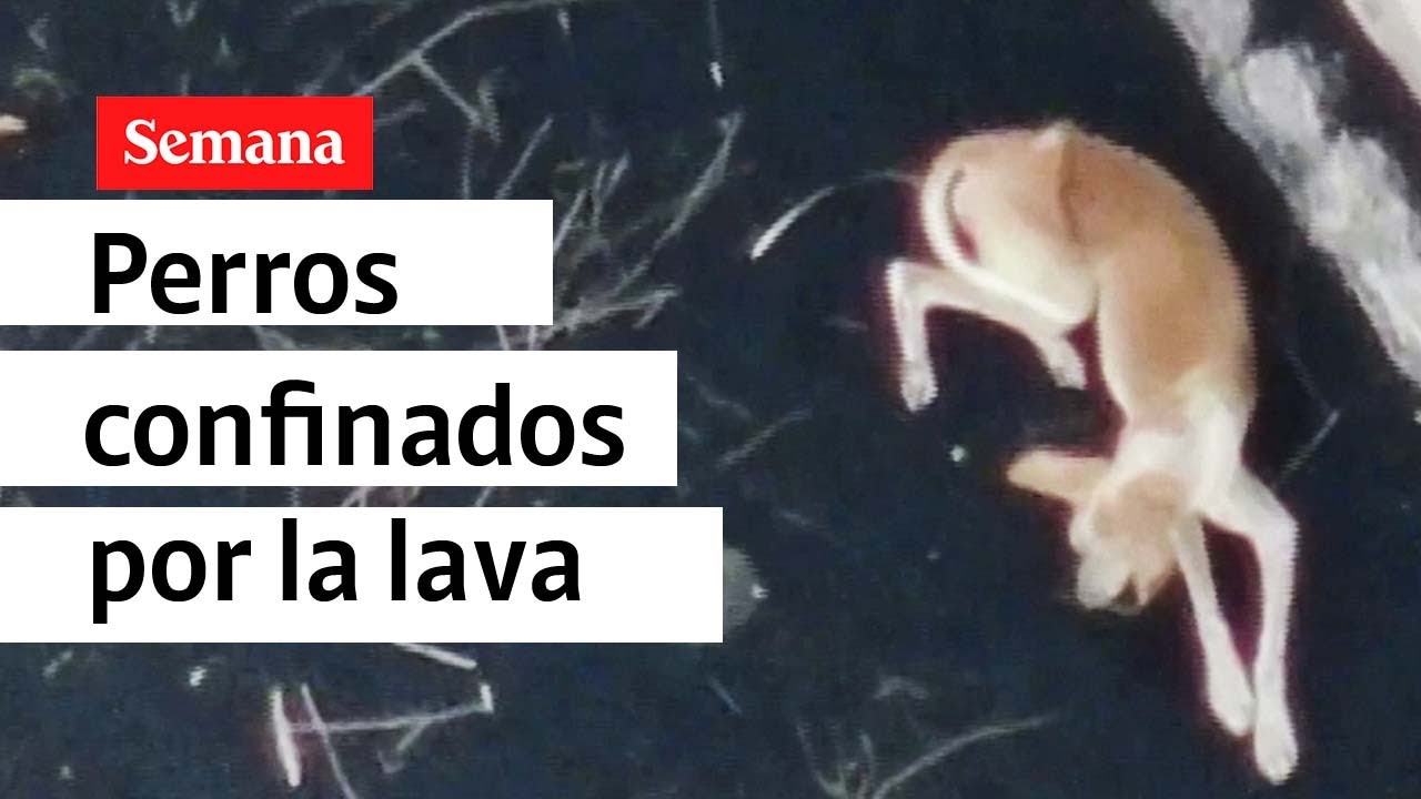 Perros confinados por la lava en isla de La Palma, tras la erupci&oacute;n del volc&aacute;n| Videos Semana