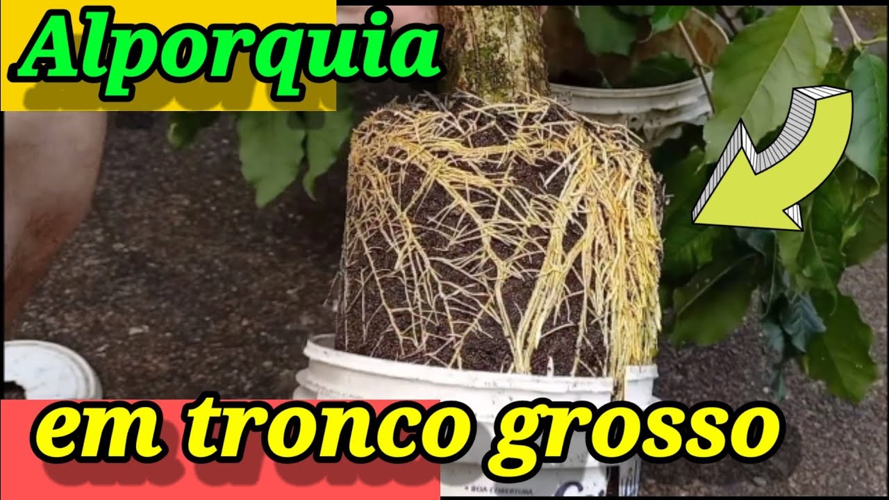 APRENDA A FAZER ALPORQUIA EM TROCO GROSSO: PASSO A PASSO