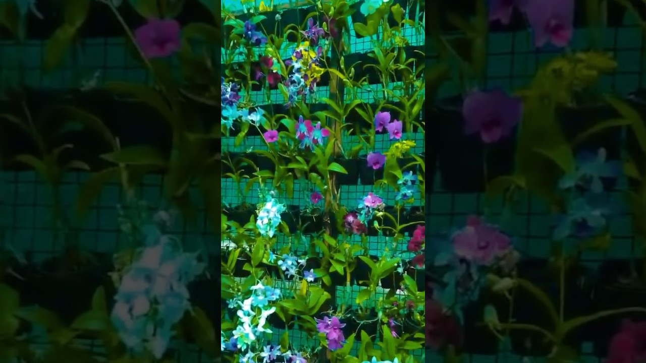 Garden Ideas Wall of Orchids 🍃 #flower #houseplants #viral #plant #garden #ideas #orchids #nature
