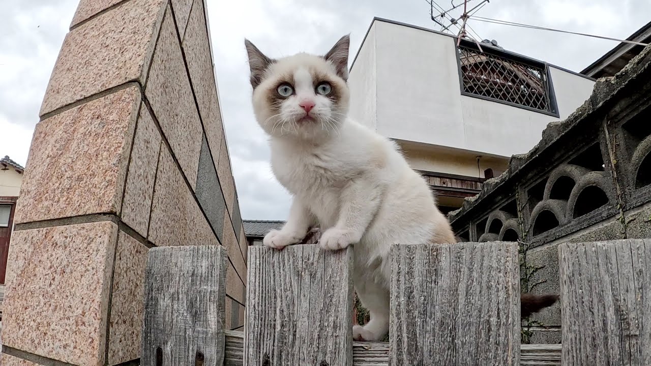 Мама-кошка наблюдает за проблемными котятами, не помогая им.
