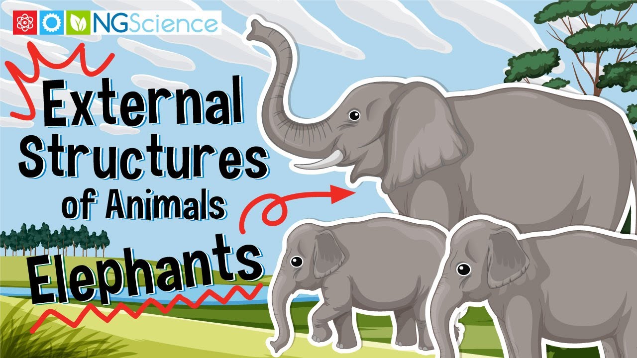 External Structures of Animals &ndash; Elephants