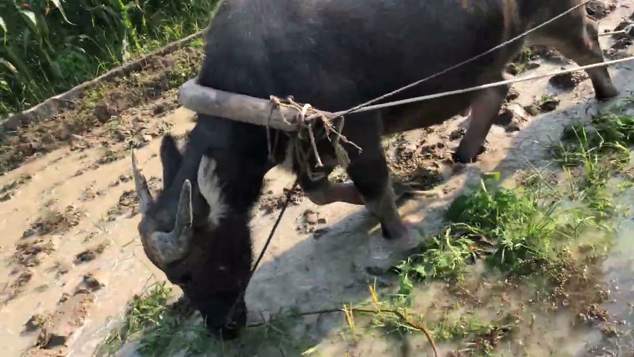 Tập cày trâu part 2