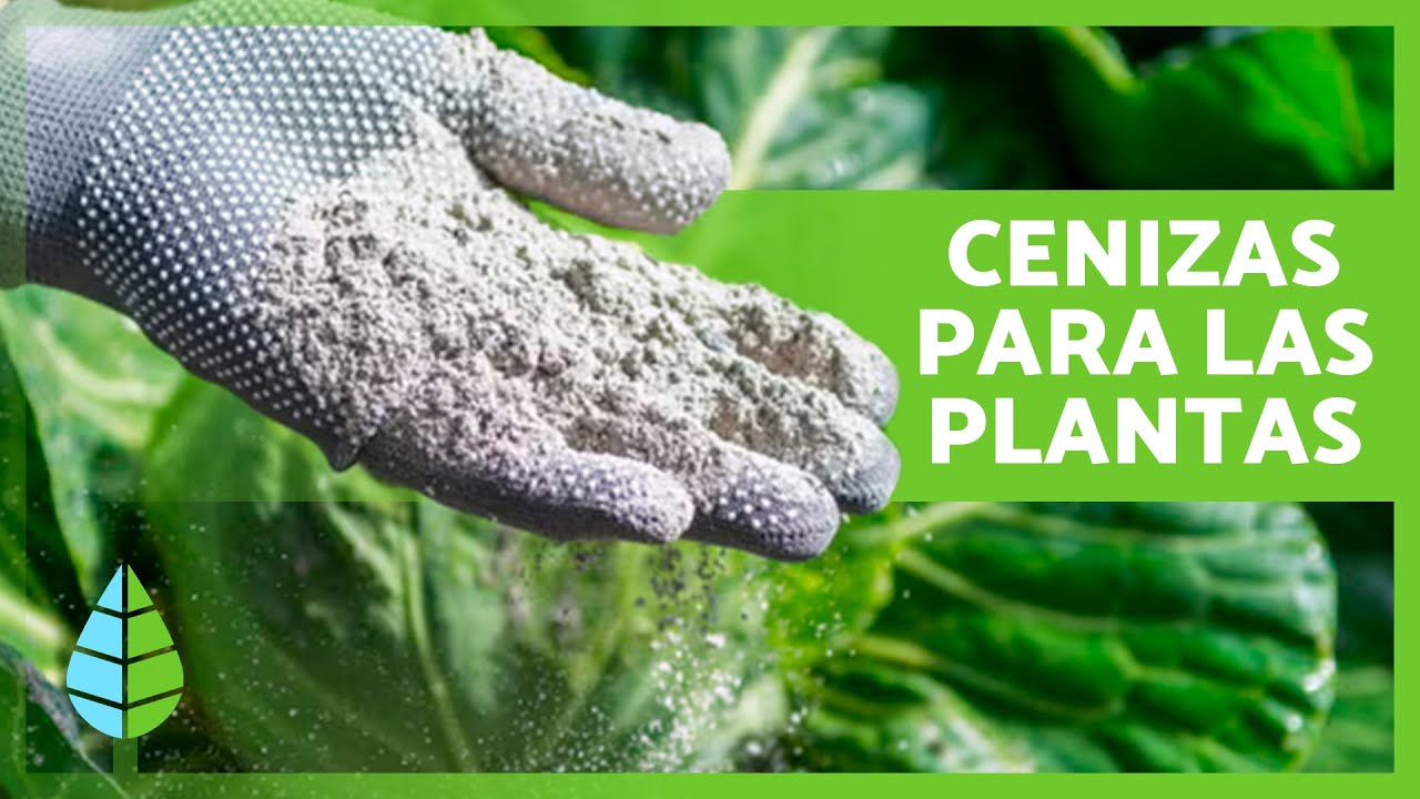 CENIZAS como ABONO para las PLANTAS 🌿 Fertilizante Casero ✅