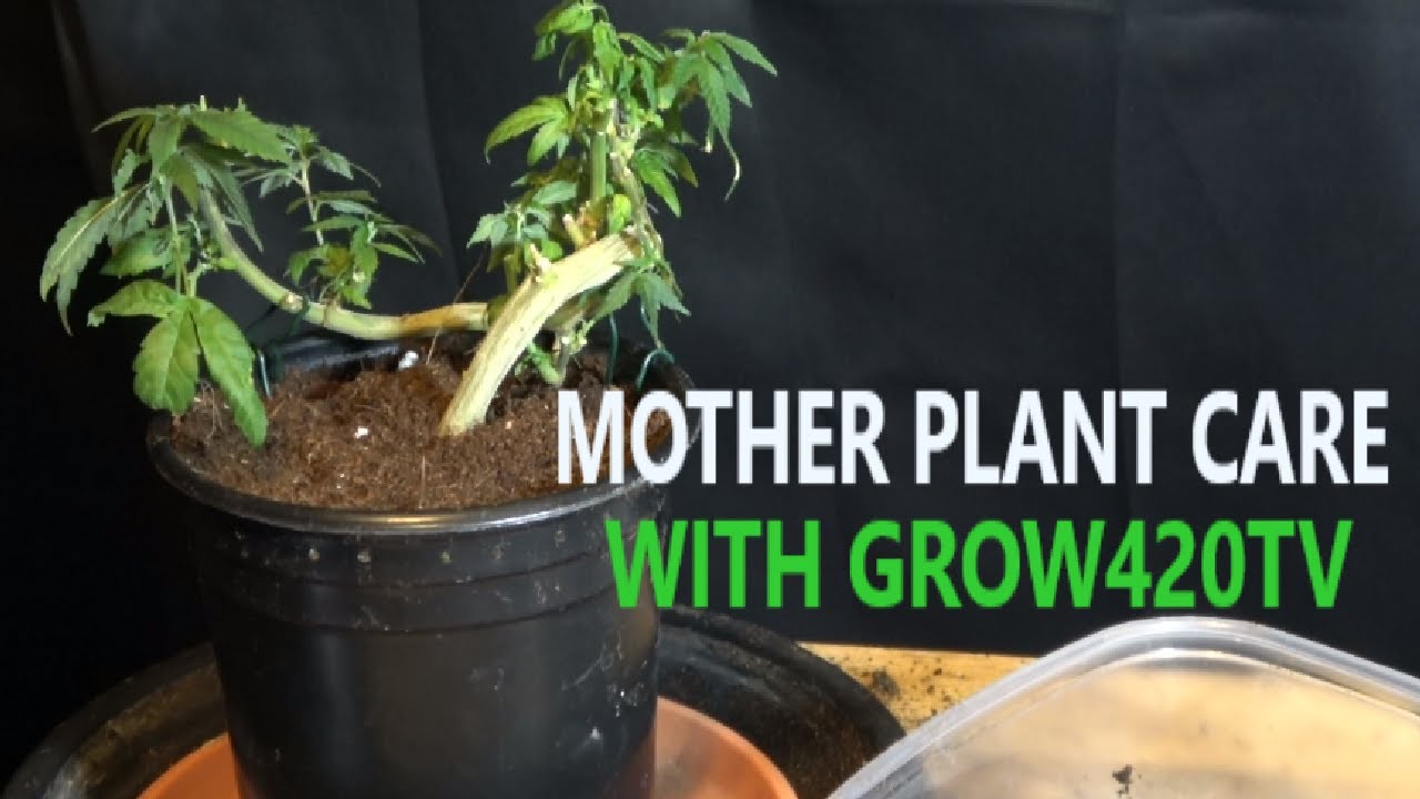 Mother Plant Care
