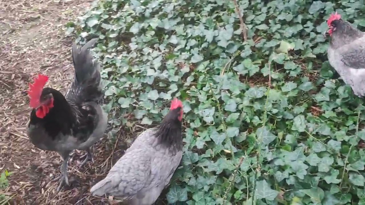 【鶏日記】優しいお兄さんの後、猫なで声に耐える鶏たち#にわとり#coq #hens#poules #ニワトリ #雄鶏 #鶏 #鶏日記 #卵 #庭#ひよこ#ヒヨコ#poussin#抱卵#chicks