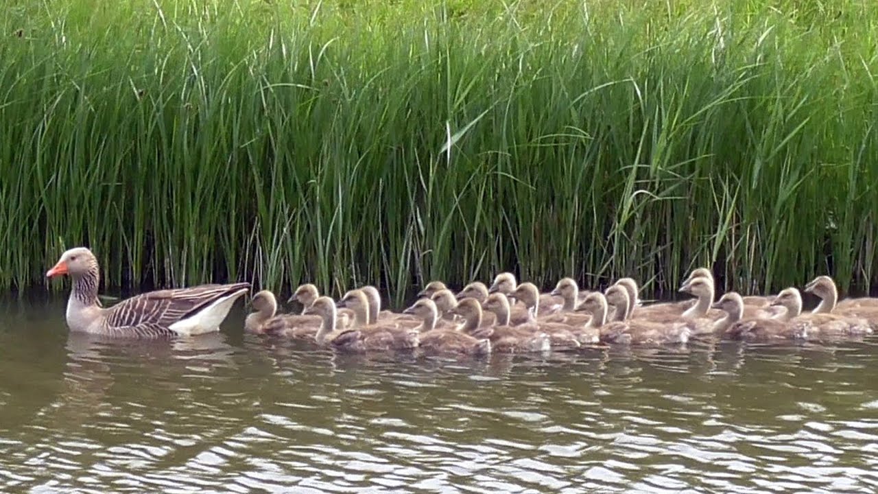 Greylag Goose: Call, Goslings and Bathing