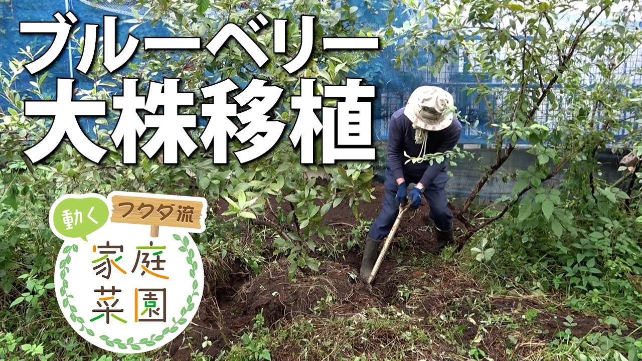 【家庭菜園】ブルーベリー　大株移植　コツはできるだけ根を残すこと    おまかせ菜園フクダ流