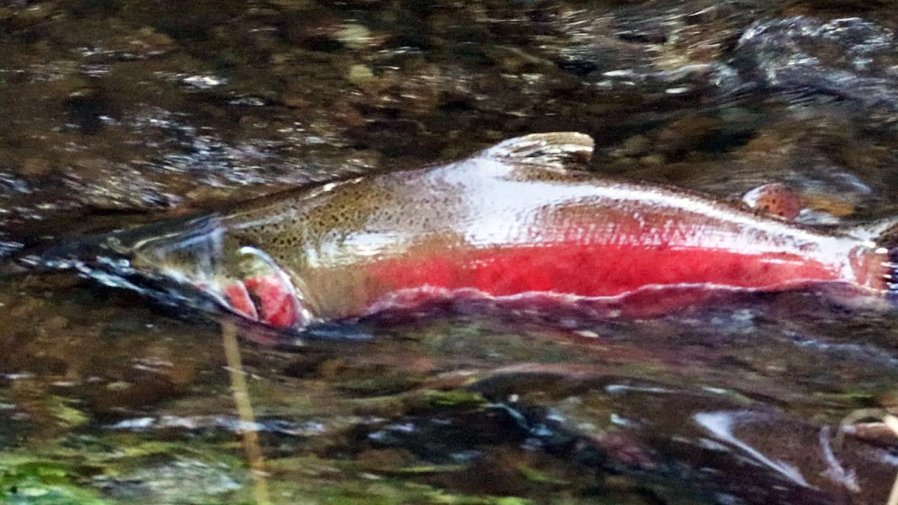 A Salmon Endeavor