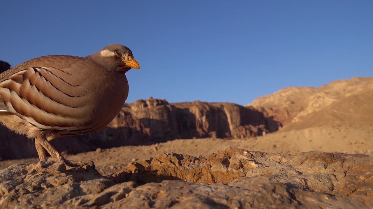 Sand partridge