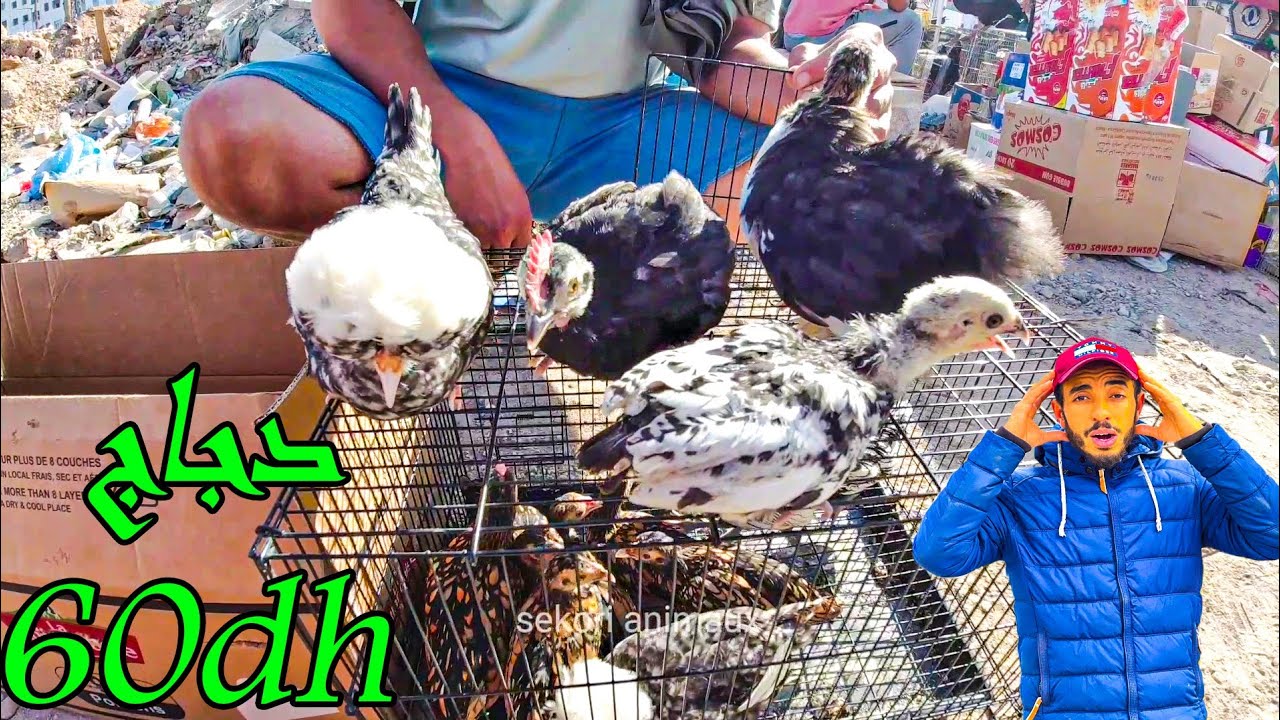 دجاج بلدي ب 60dh و دجاج الزينة موجود بسوق القريعة 🔥🔥🔥